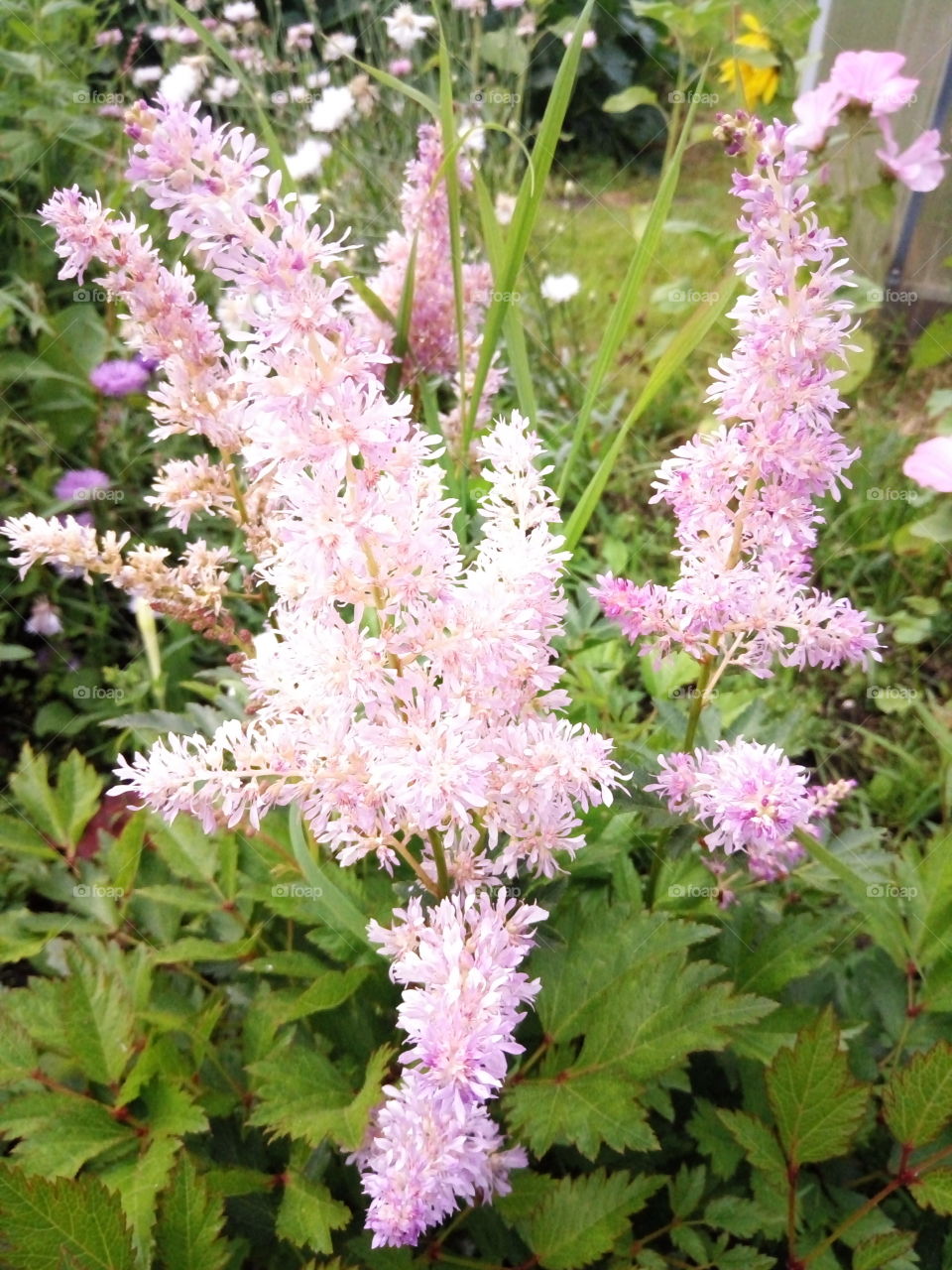 природа.флора.цветы.