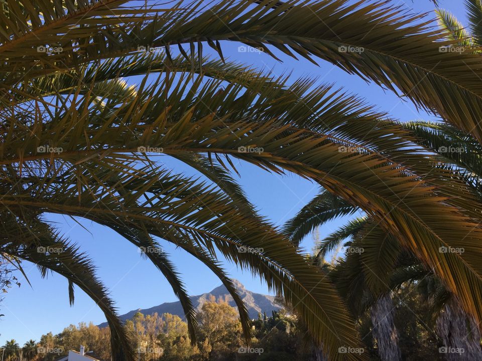 Palm tree in front of la Concha in Marbella