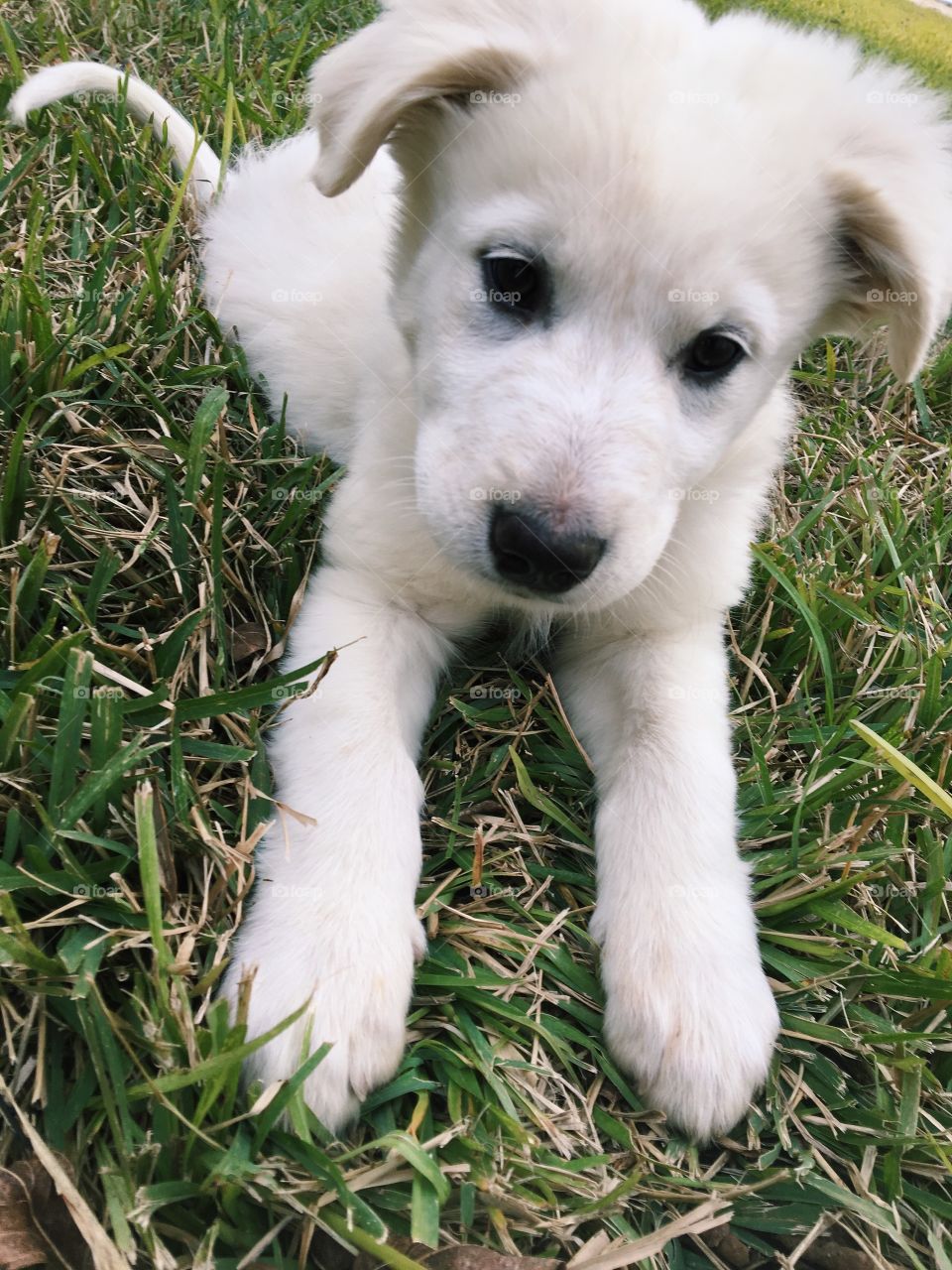 Puppy laying in the yard