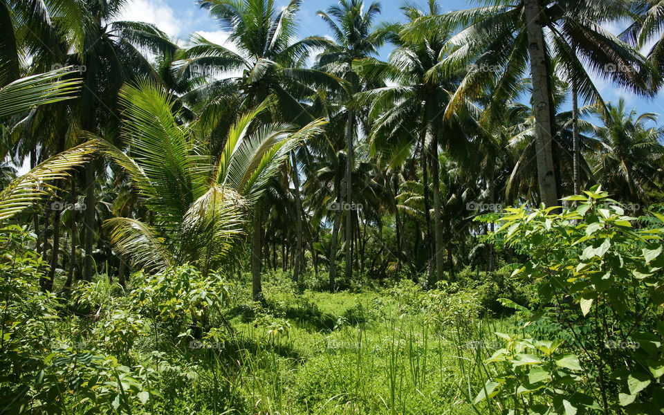 Palm, Tropical, Tree, No Person, Nature