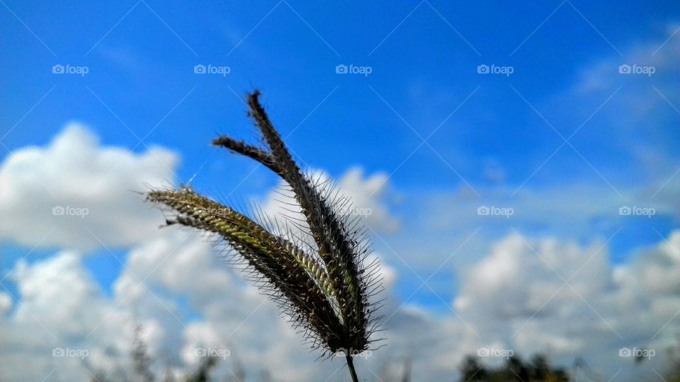 Nature, No Person, Sky, Outdoors, Flower