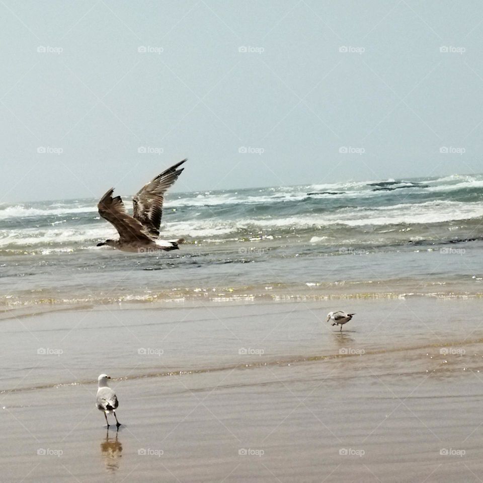 Beautiful seagulls flying cross the sky near the sea at essouira city in morocco.