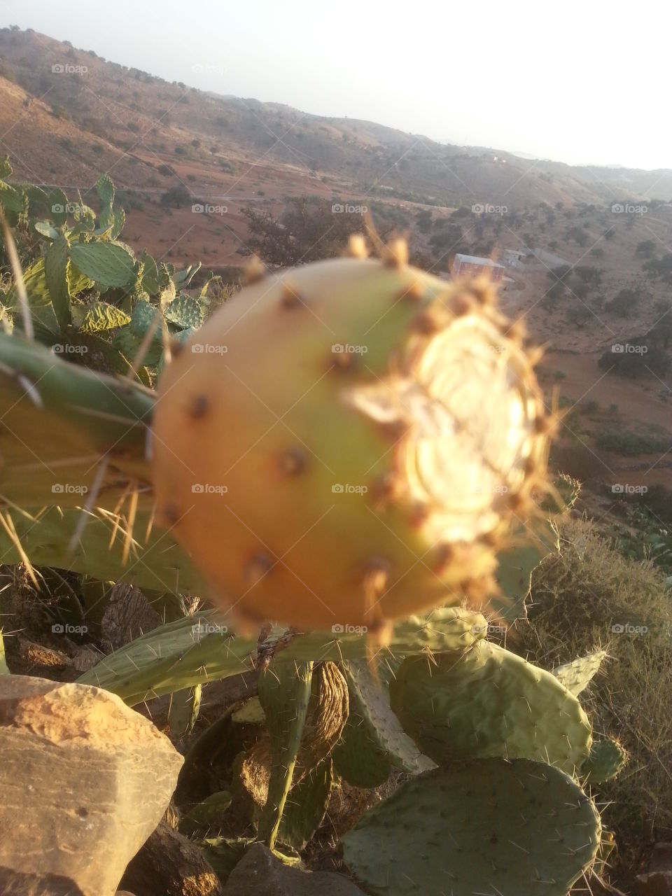 cactus fruit