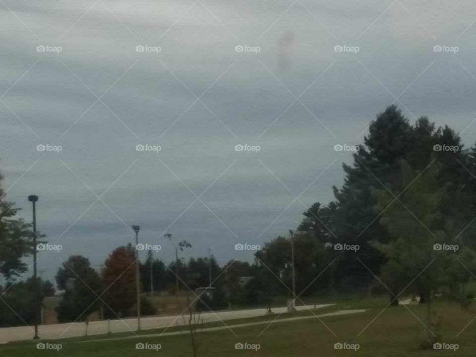 cold grey fall trees black