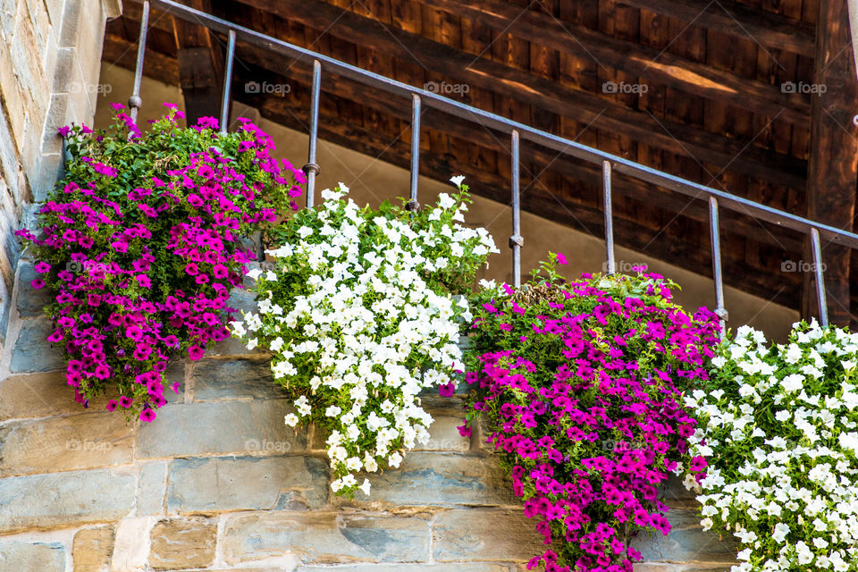 Purple and white petunia