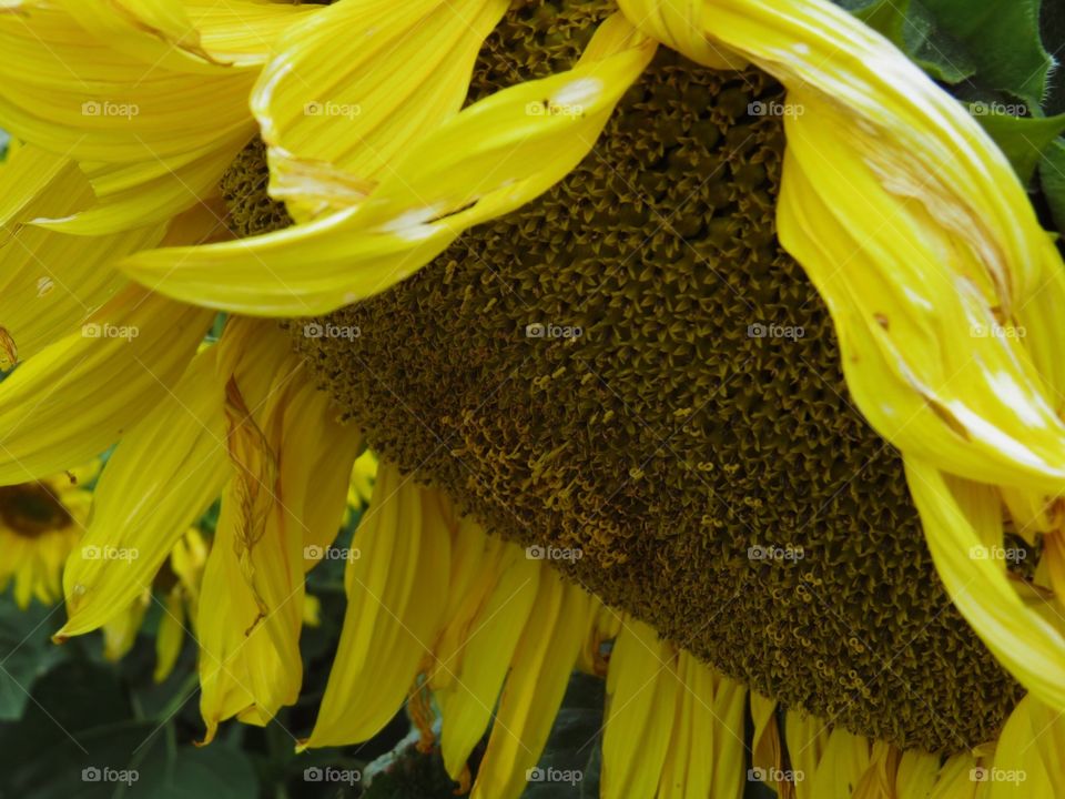 Closeup of a sunflower At the sunmaze Bowden, AB