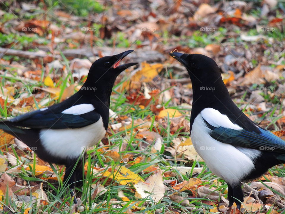 Magpies