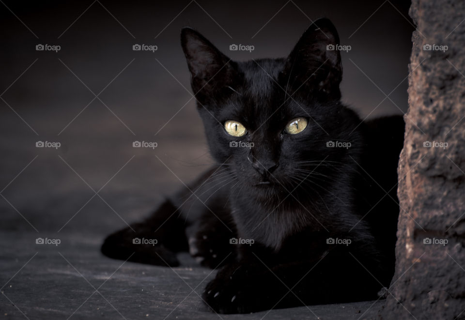 black cat