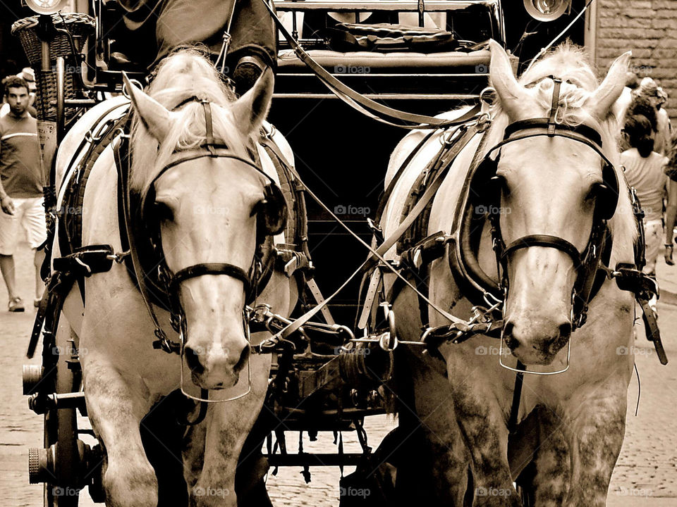 due cavalli bianchi trainano una carrozza