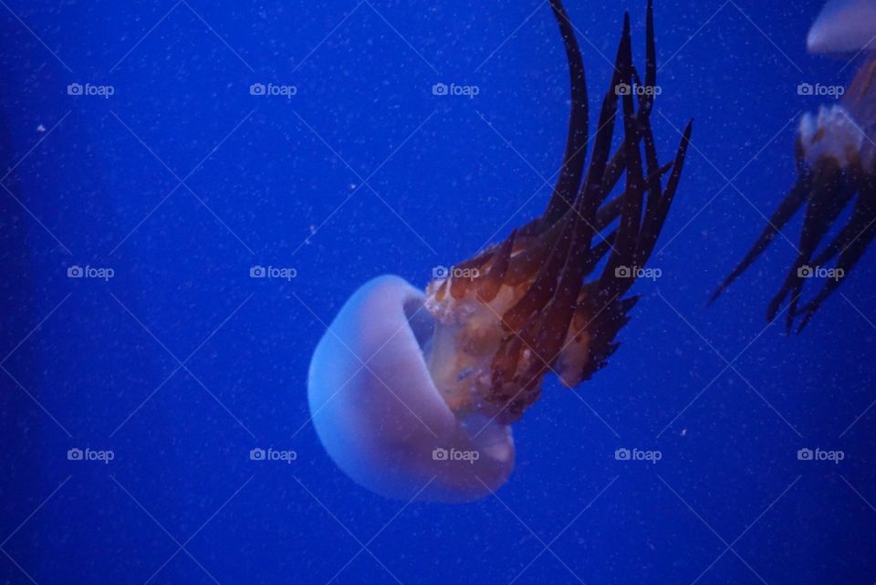 Jellyfish#ocean#especies