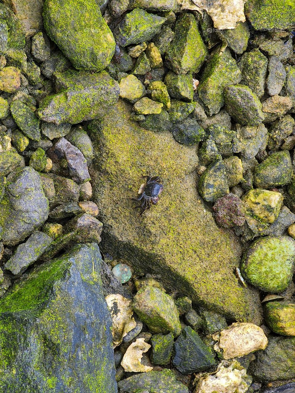 A crab walks over lichen covered rocks in a California tidepool