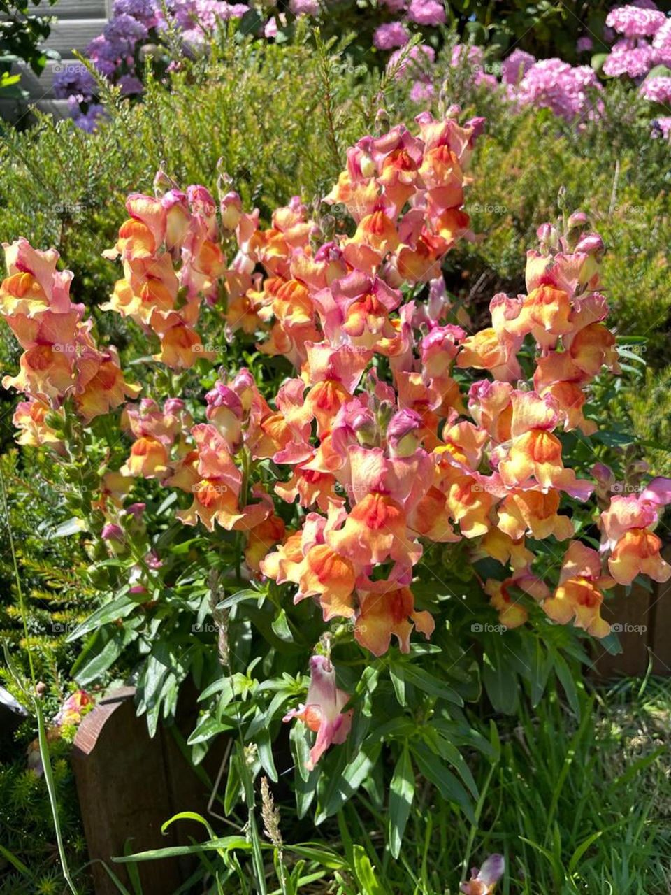snapdragon