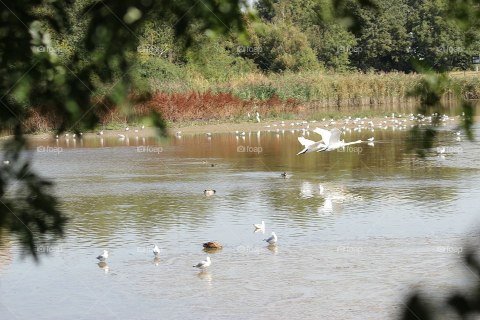 natural framing horizonal landscape waterfowl swimming in the midground and a pair of birds flying through