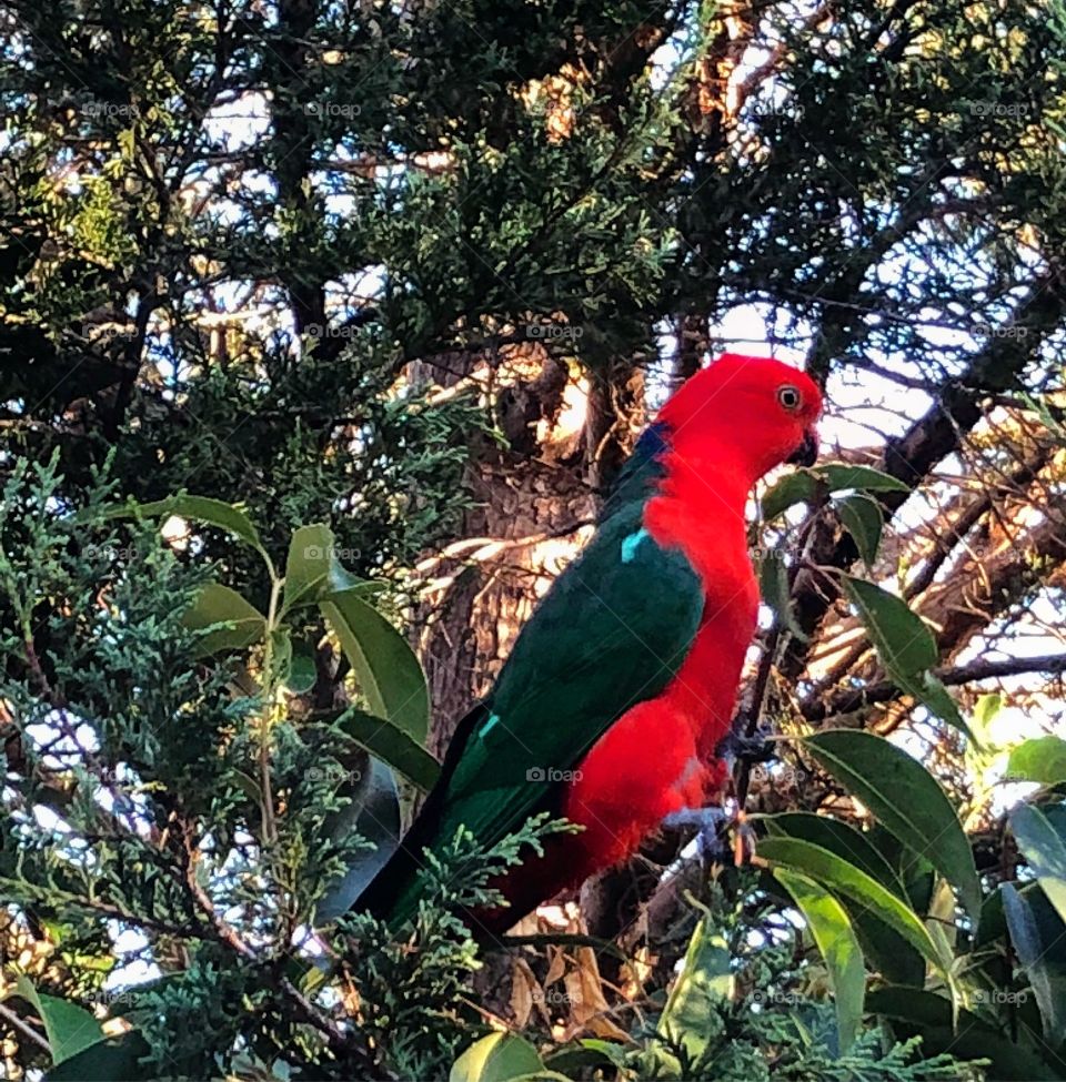 King parrot in a tree 