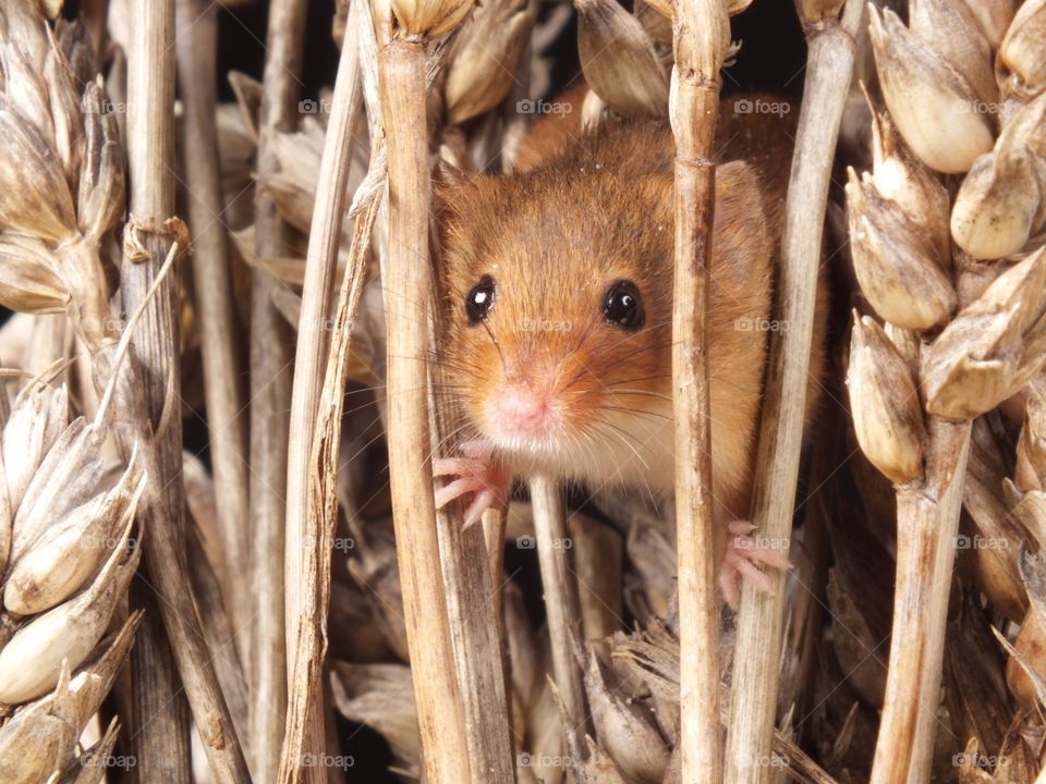 Field mouse fun 