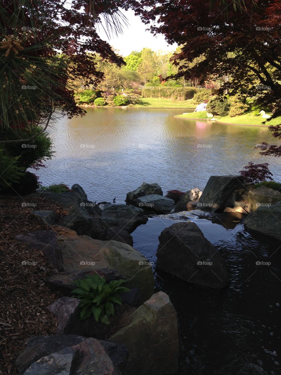 A Peek Through the Trees