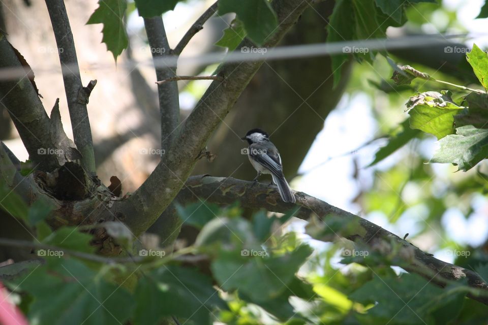 Tree, Nature, Bird, No Person, Outdoors