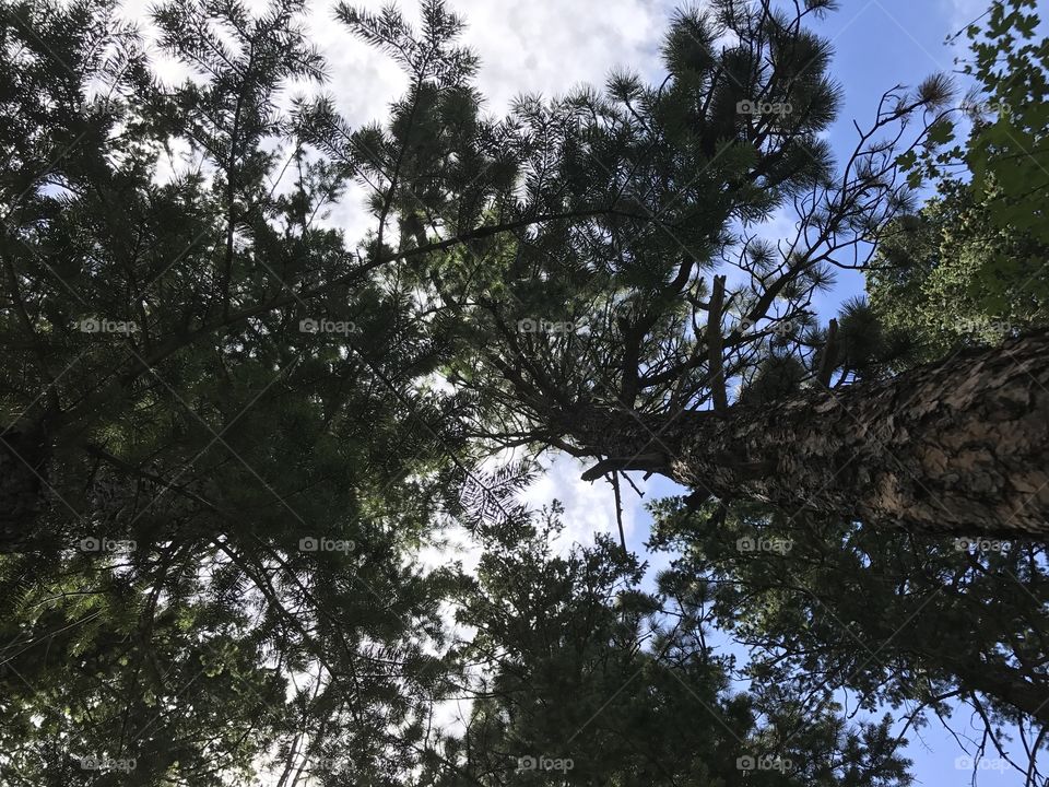 Trees - royal arch - colorado - pine