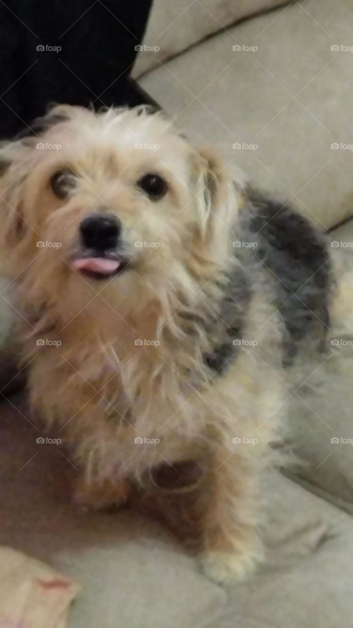 dog with tongue out