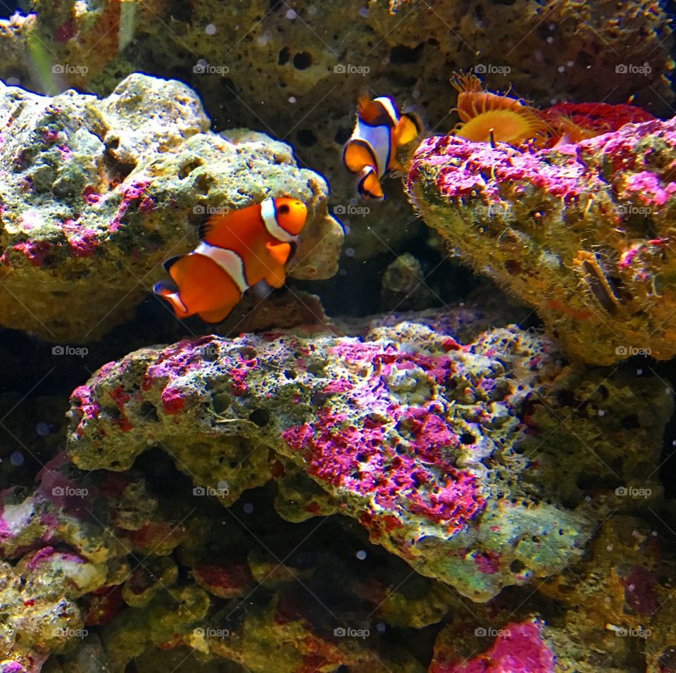 Nemo fish!