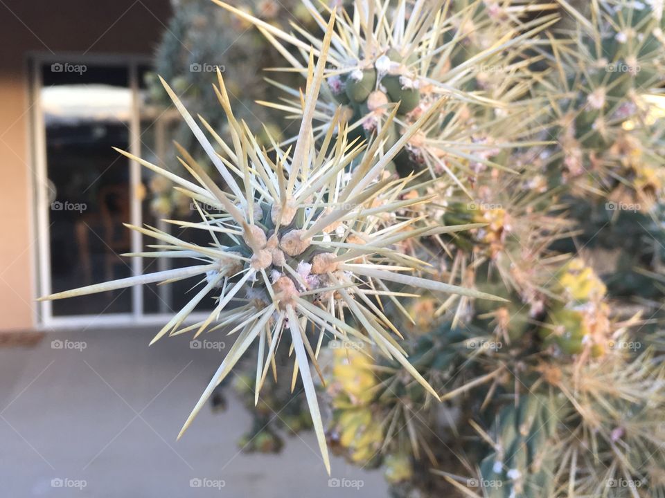 Close up of cactus needles. 