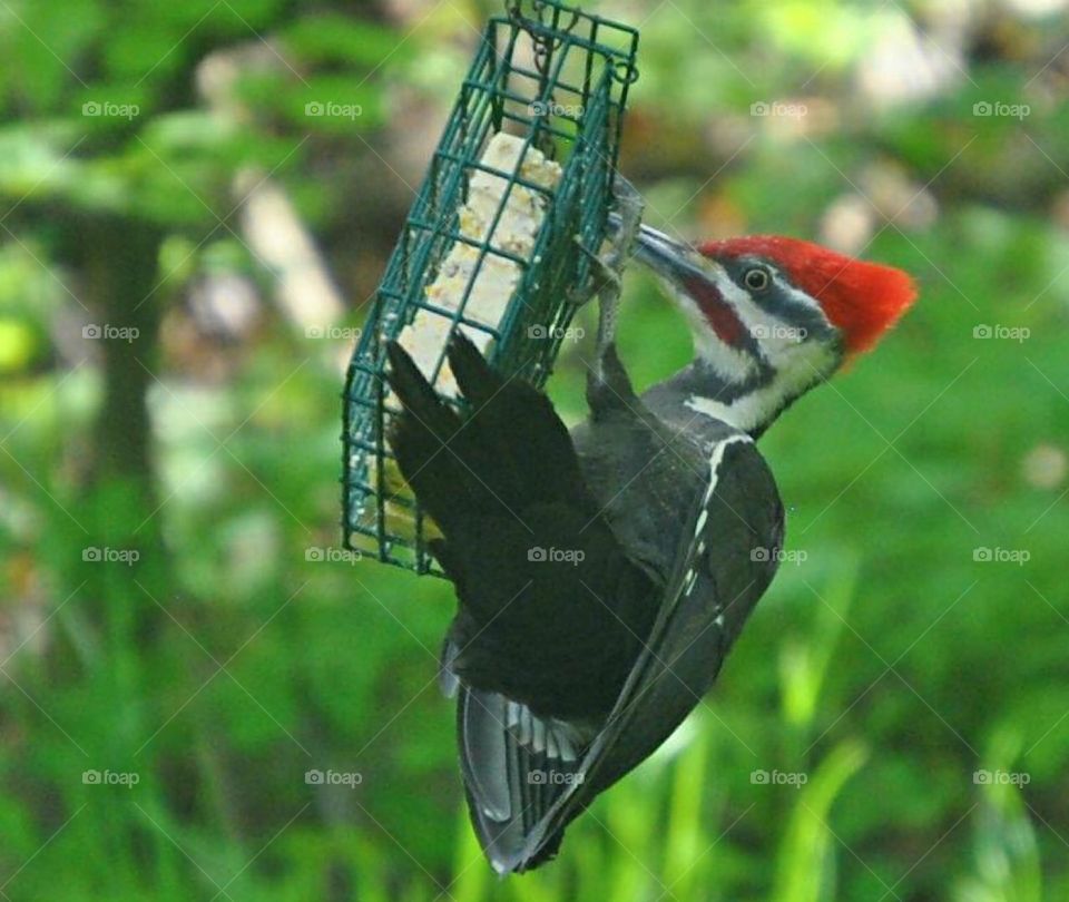 Woodpecker 