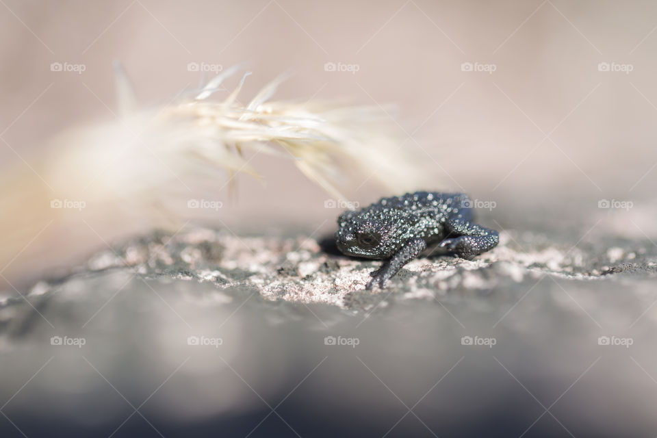 Frog on Mount Roraima in Venezuela.