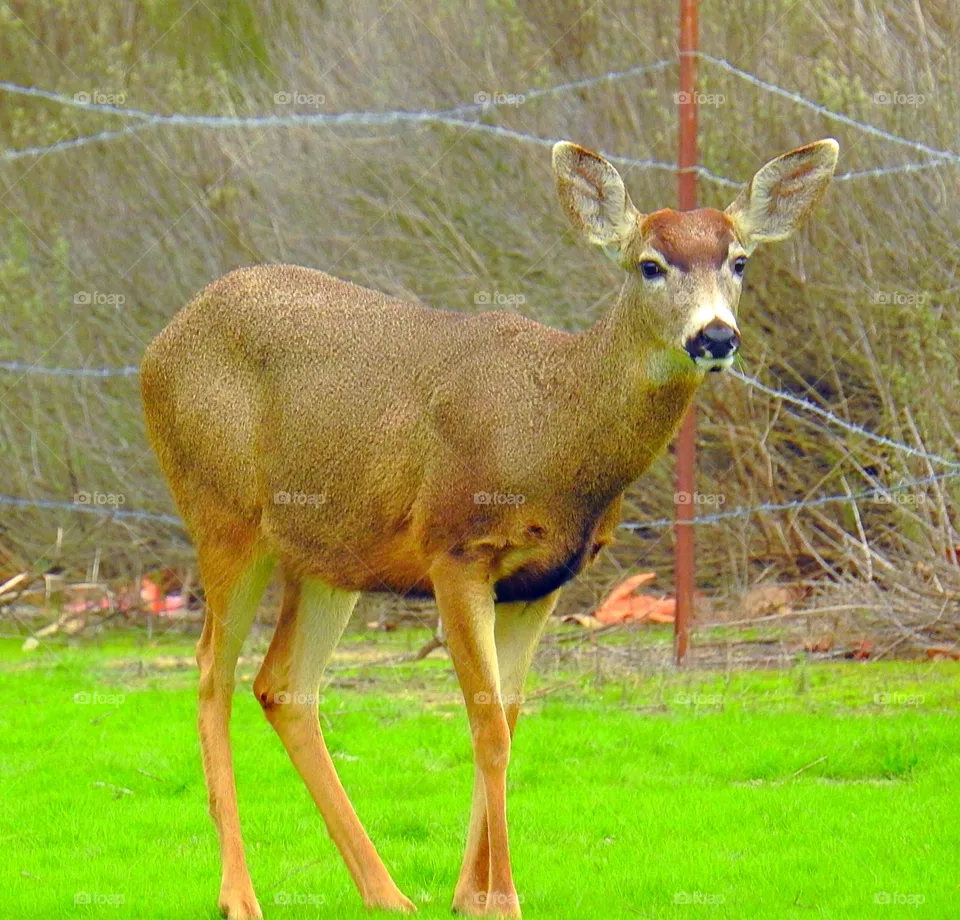 Deer