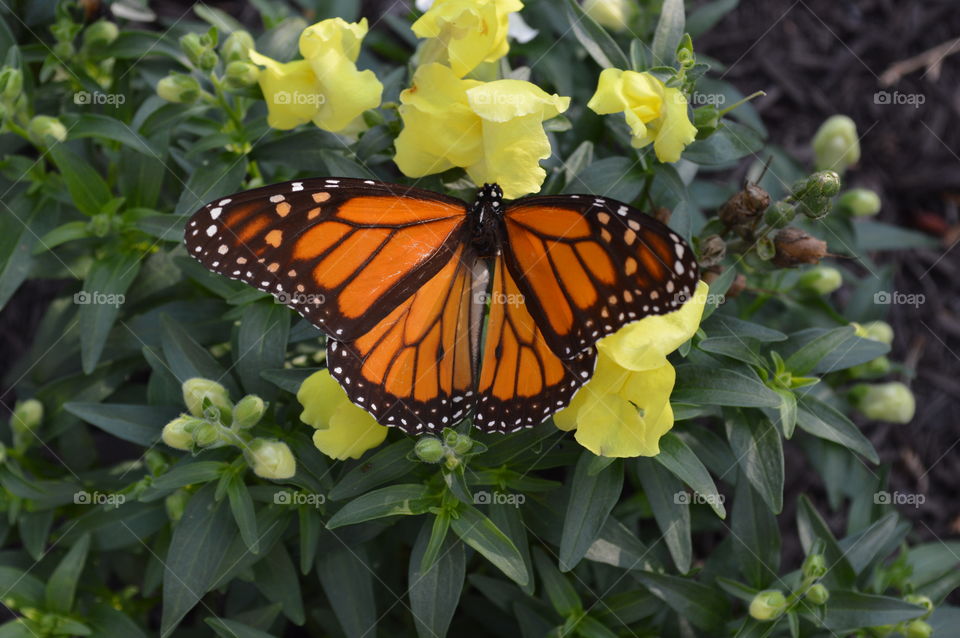 Beautiful Butterflies 