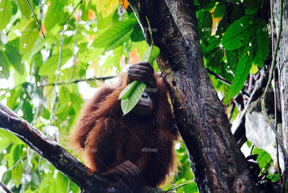 Orangutan of Borneo