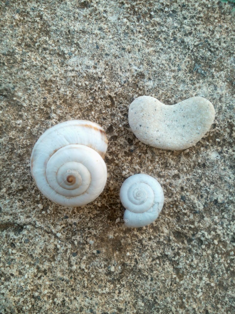 Shell, Seashell, Sand, Shellfish, Beach