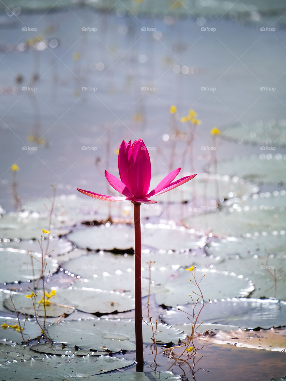 Lotus pink.