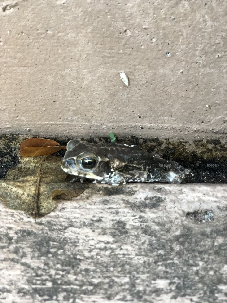 Camouflaged frog lounging