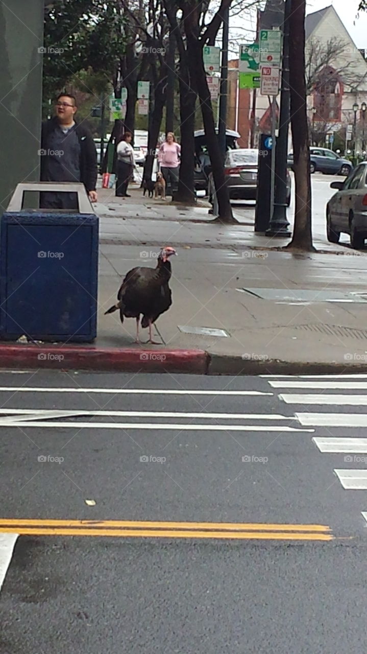 A wild Turkey in Metro downtown