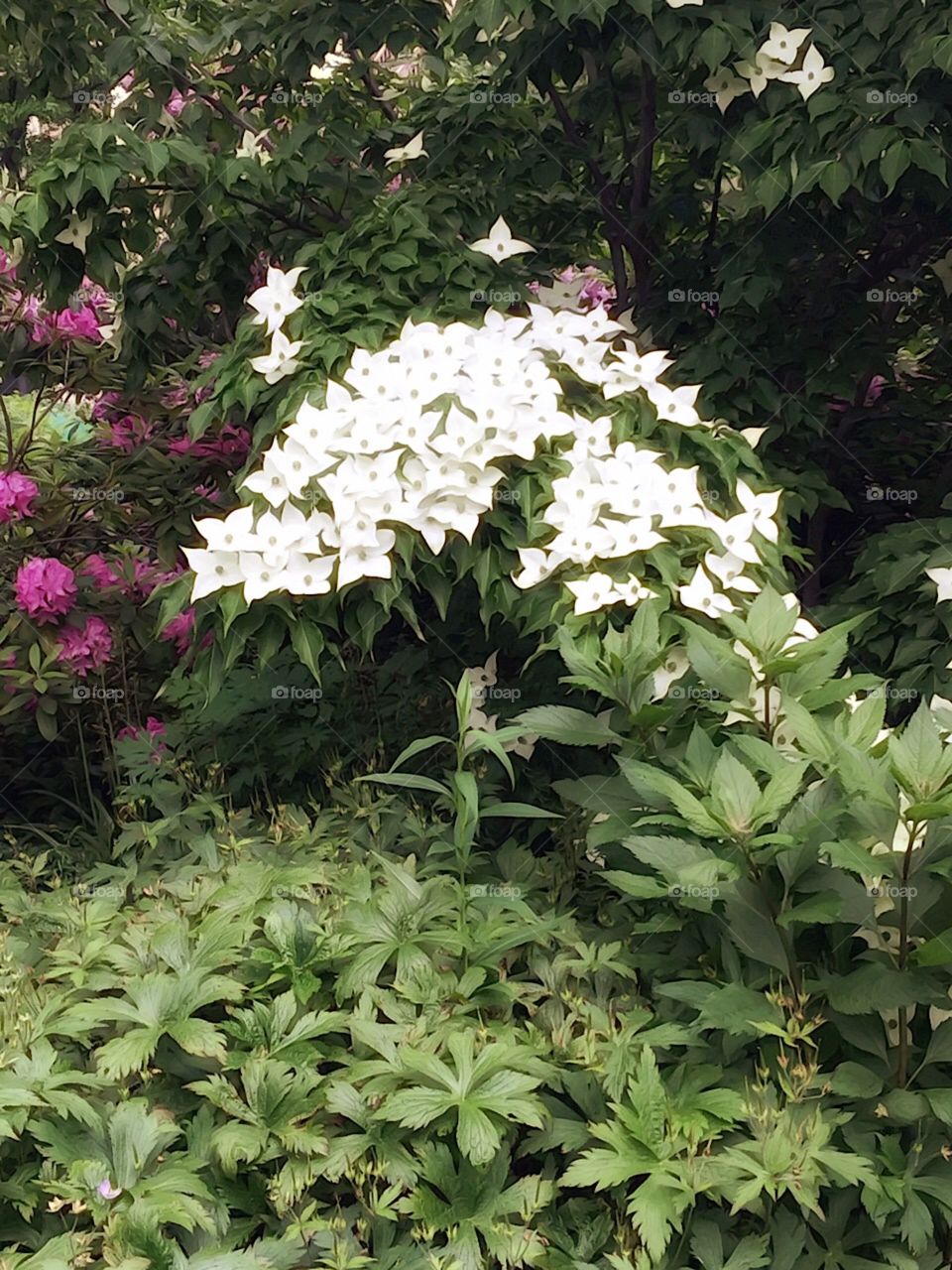 Dogwood Flowers- Central Park, New York City. Instagram,@PennyPeronto