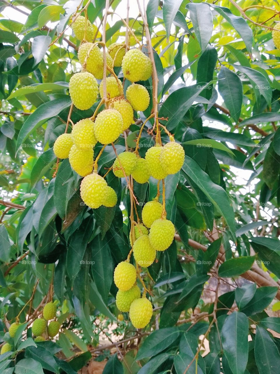 First fruit of this tree