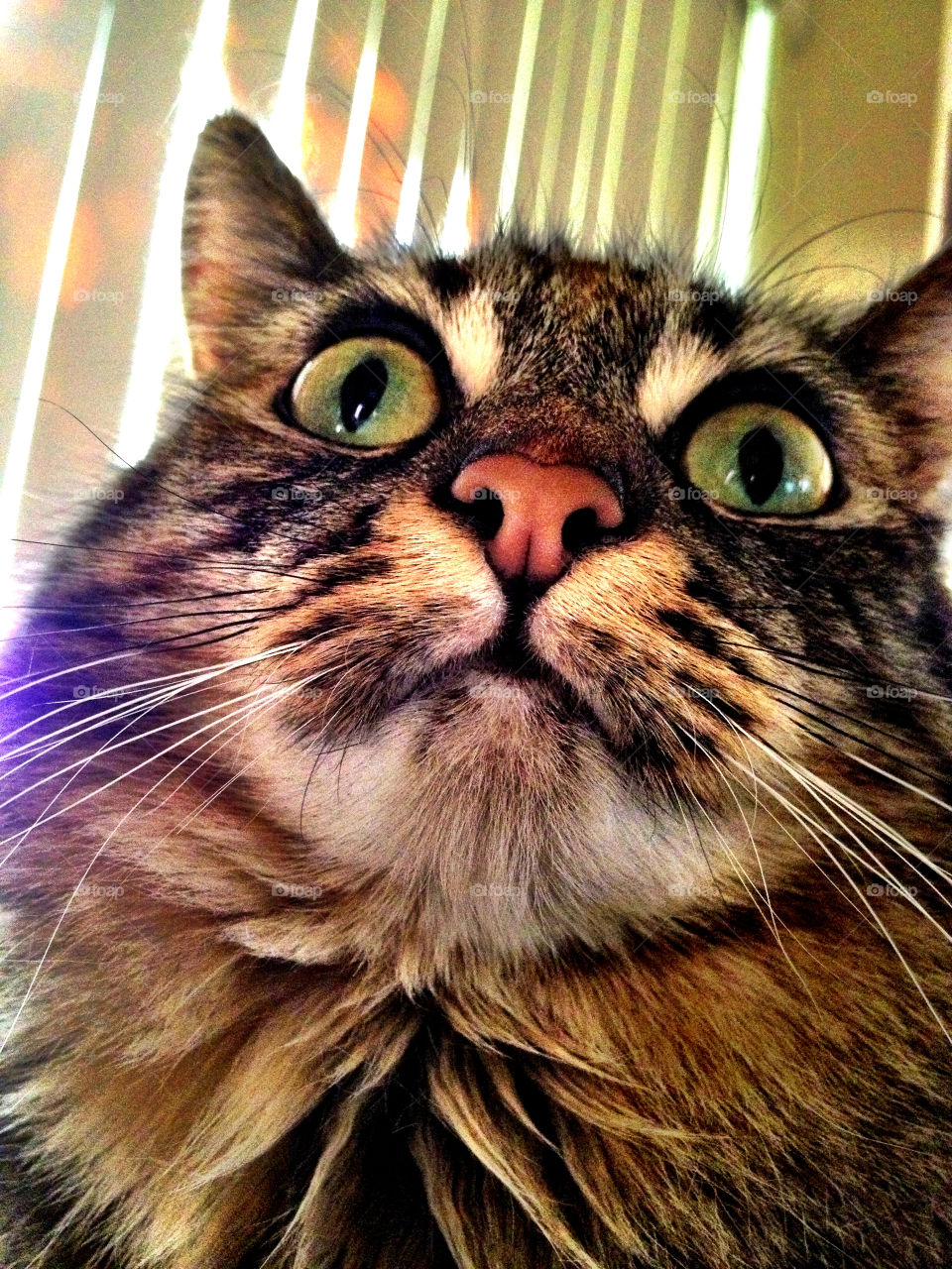 san diego sky cat animal by emmanuelgr