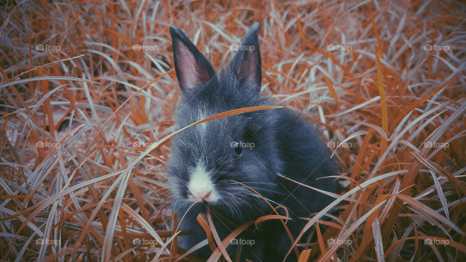 bunny and red grass