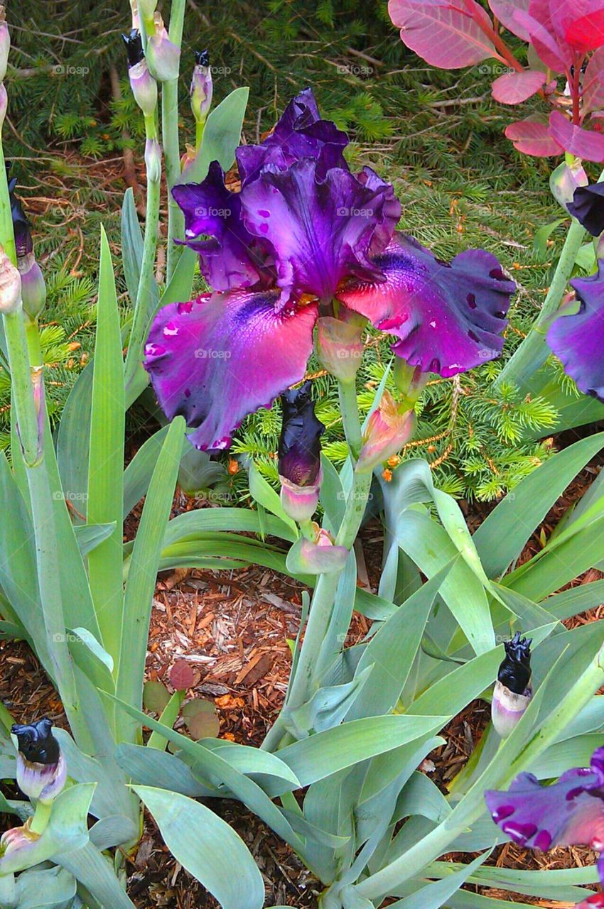Iris in all its Beauty