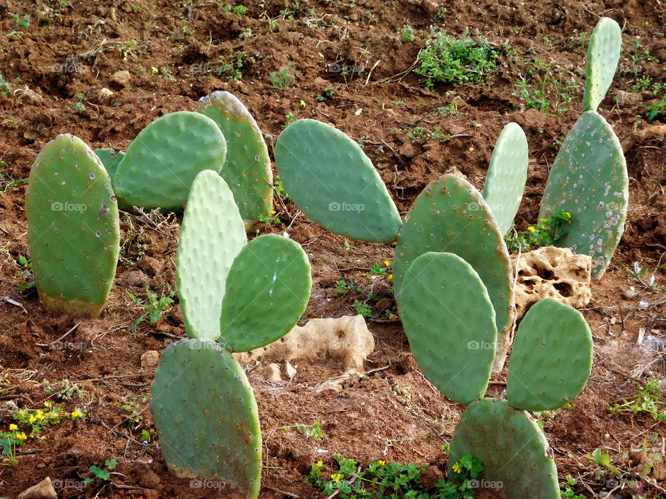 thorny plants