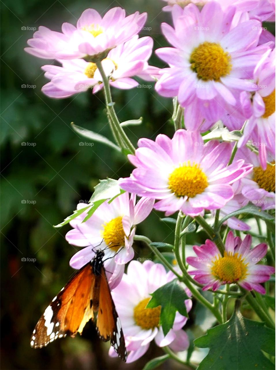 Pinkflowers