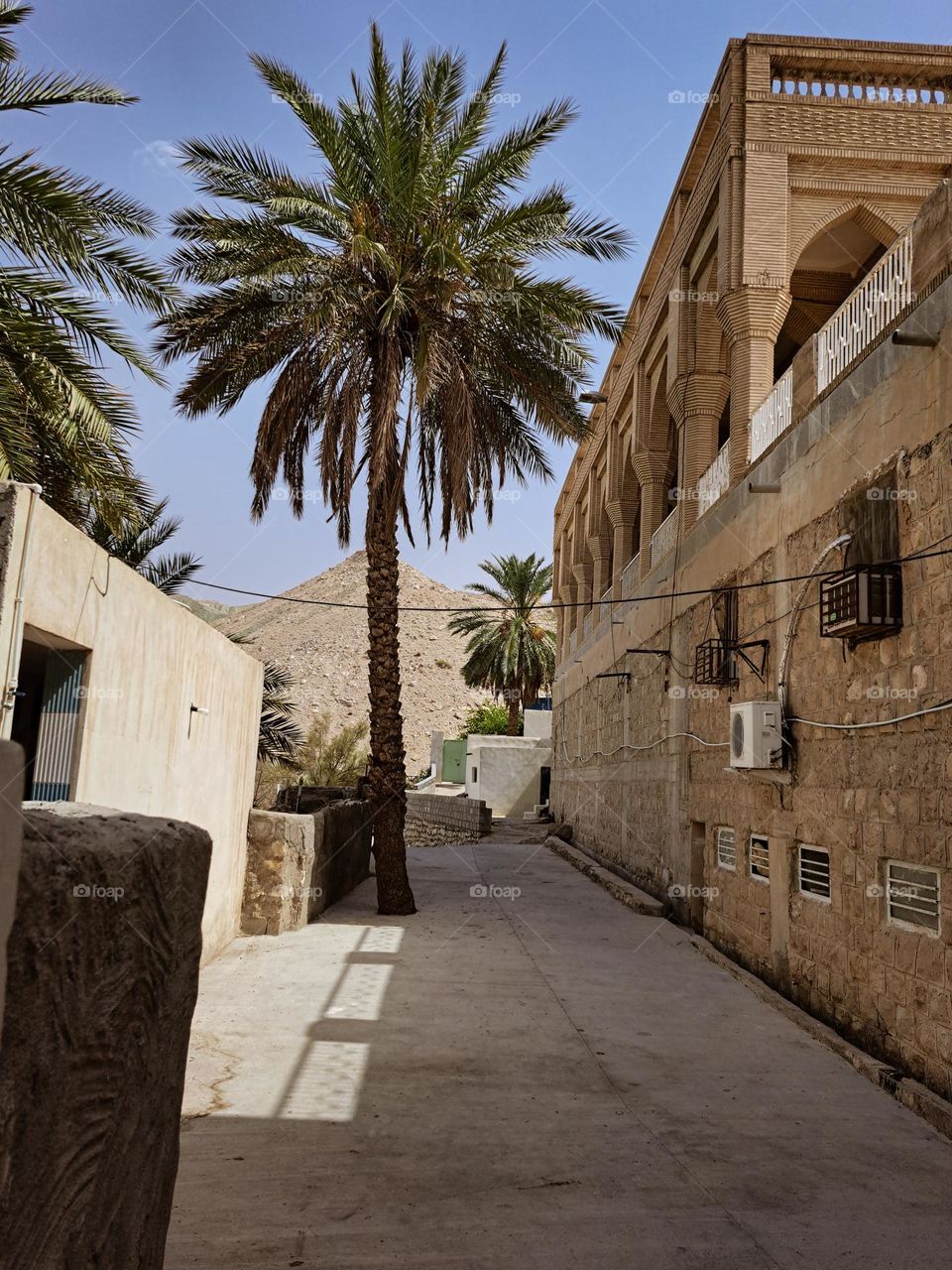 A palm tree in a village in Iran🌴