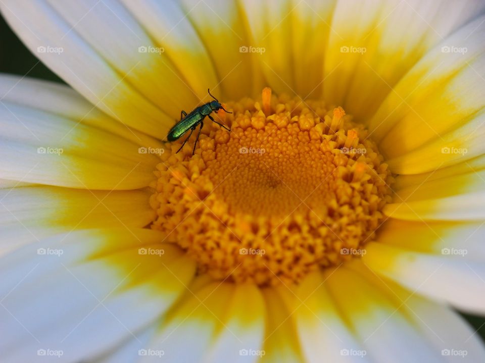Beautiful macro daisy flower and beetle 2