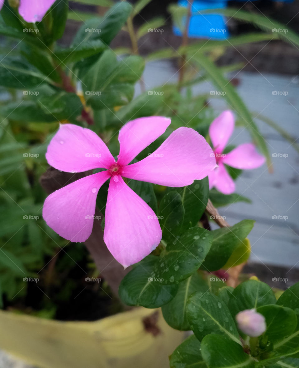 Beautiful charming Pink flower, delightful, breathtaking, delicate, cheerful, blooming in my garden