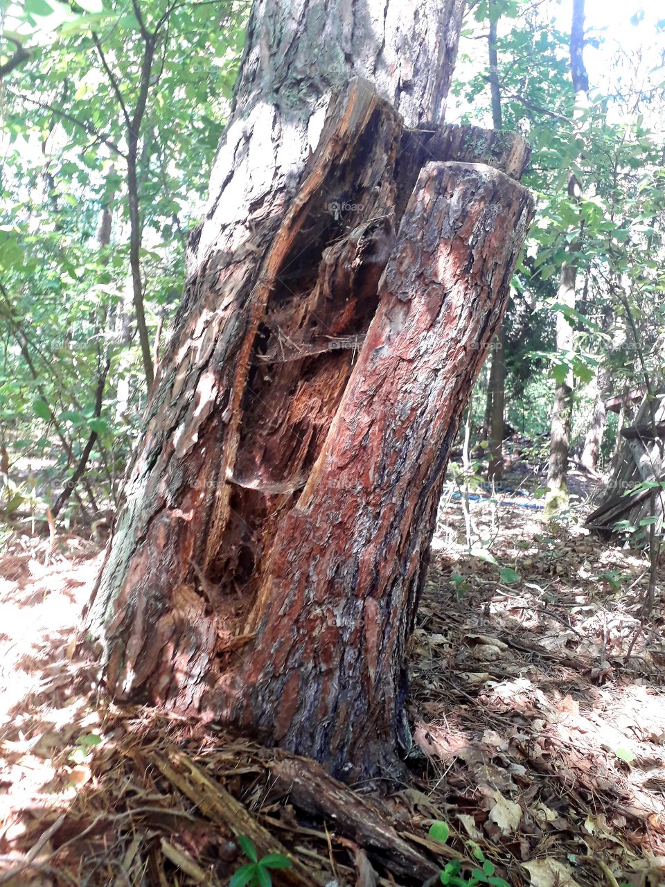 dying old pine tree