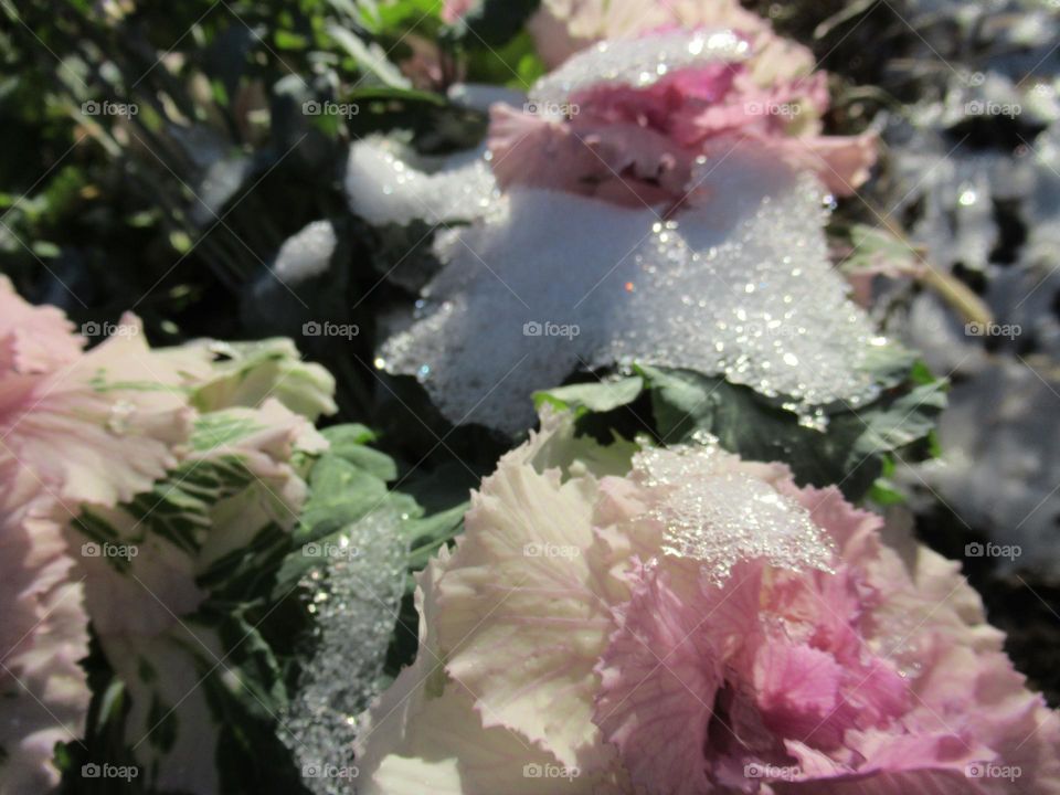 flowers in the snow after frost