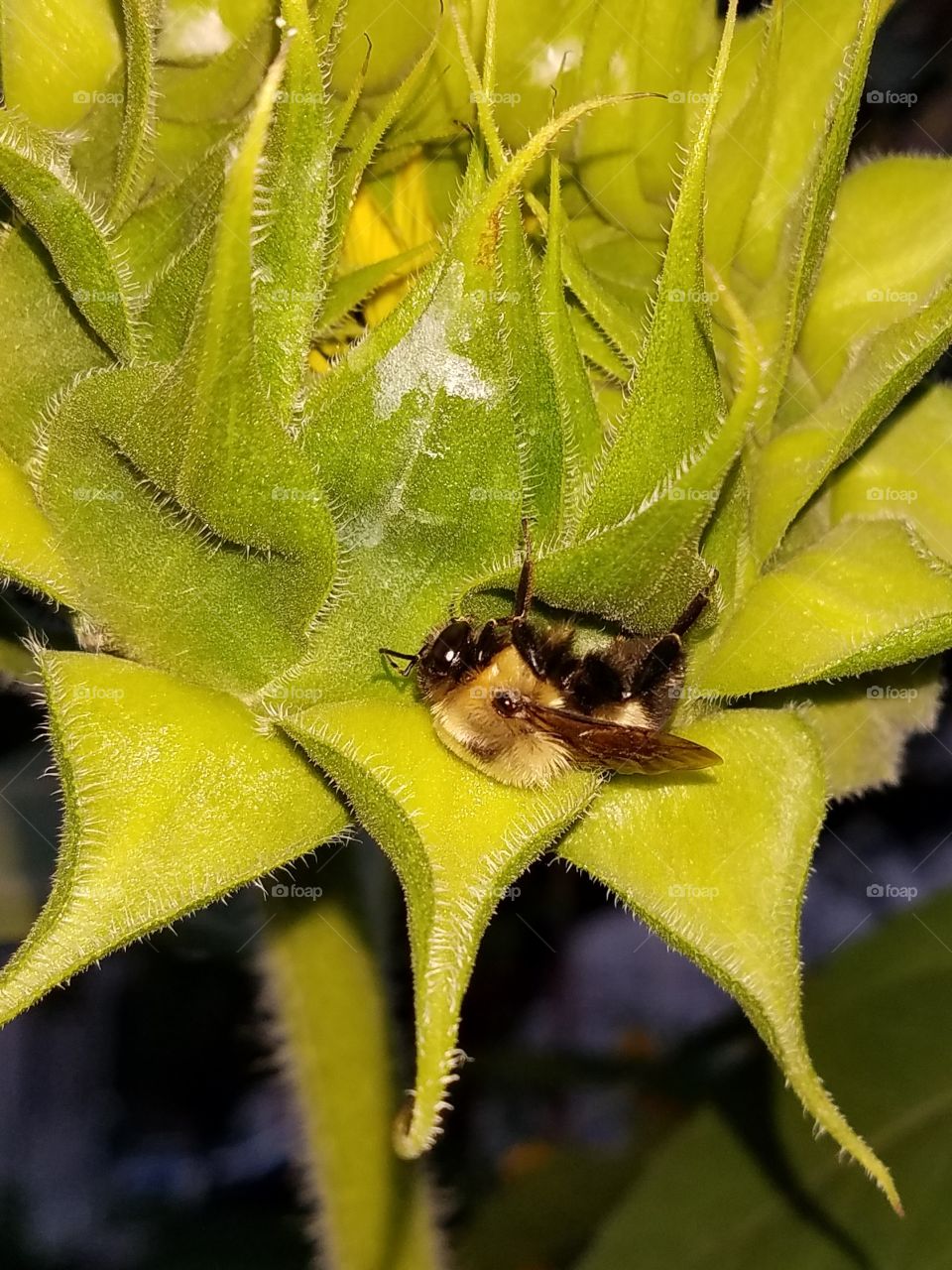 hiding bumble bee