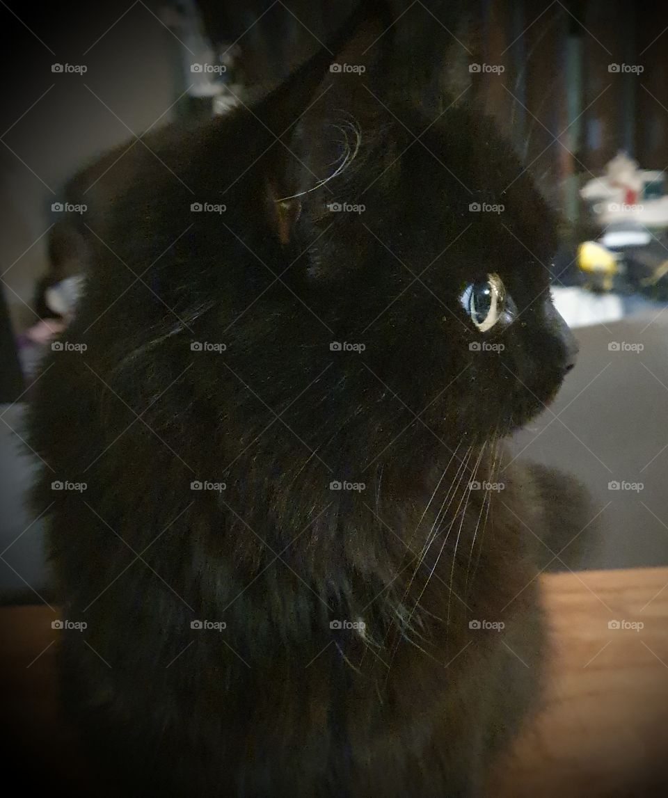 Xena on the table. black cat