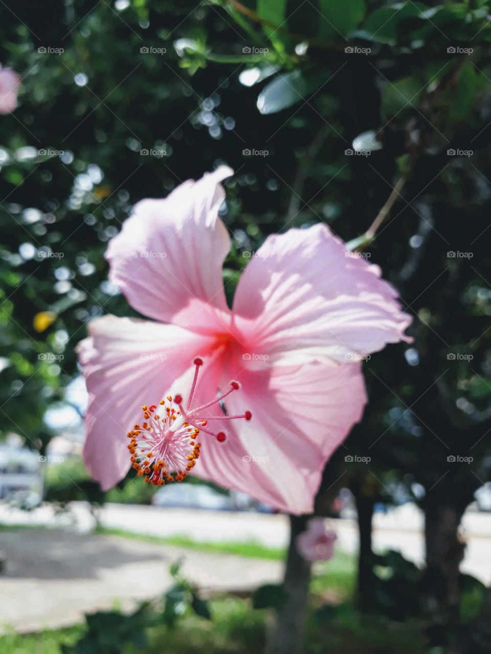 Hibiscus Brazil Flower