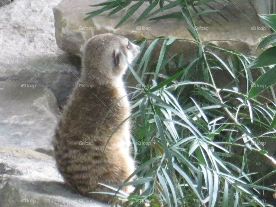 Meerkat sitting and resting 